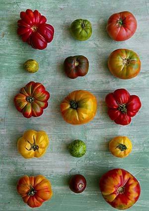 Tomatoes come in all shapes and sizes