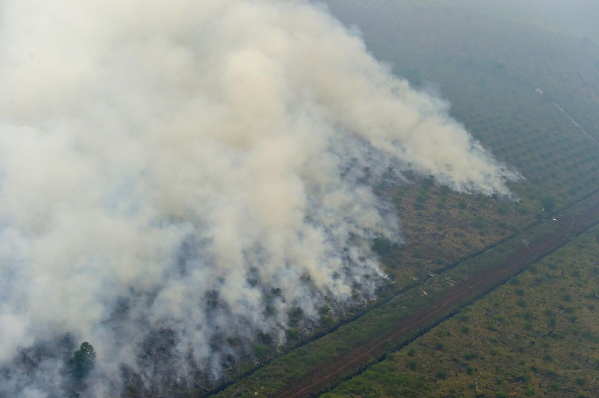 Fres burning at a concession area in Pelalawan, Indonesia.