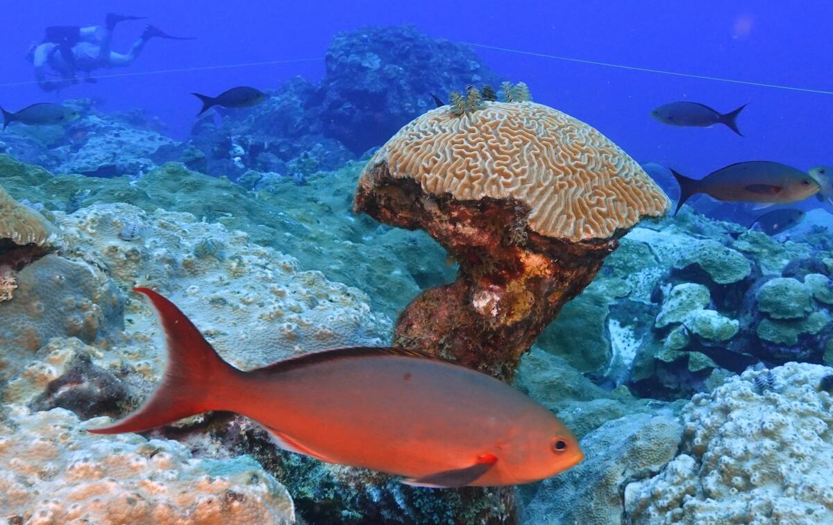Fish swim around coral.