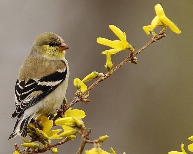 A goldfinch enjoys some flowers — maybe it liked the color?