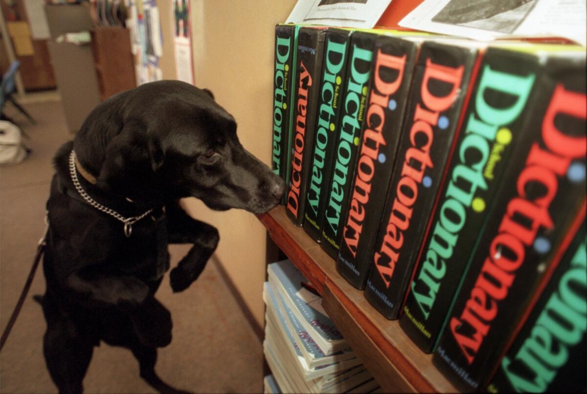 Pounce, a drug-sniffing black Labrador, checks out a book shelf at an Agoura Hills middle school in 1999.