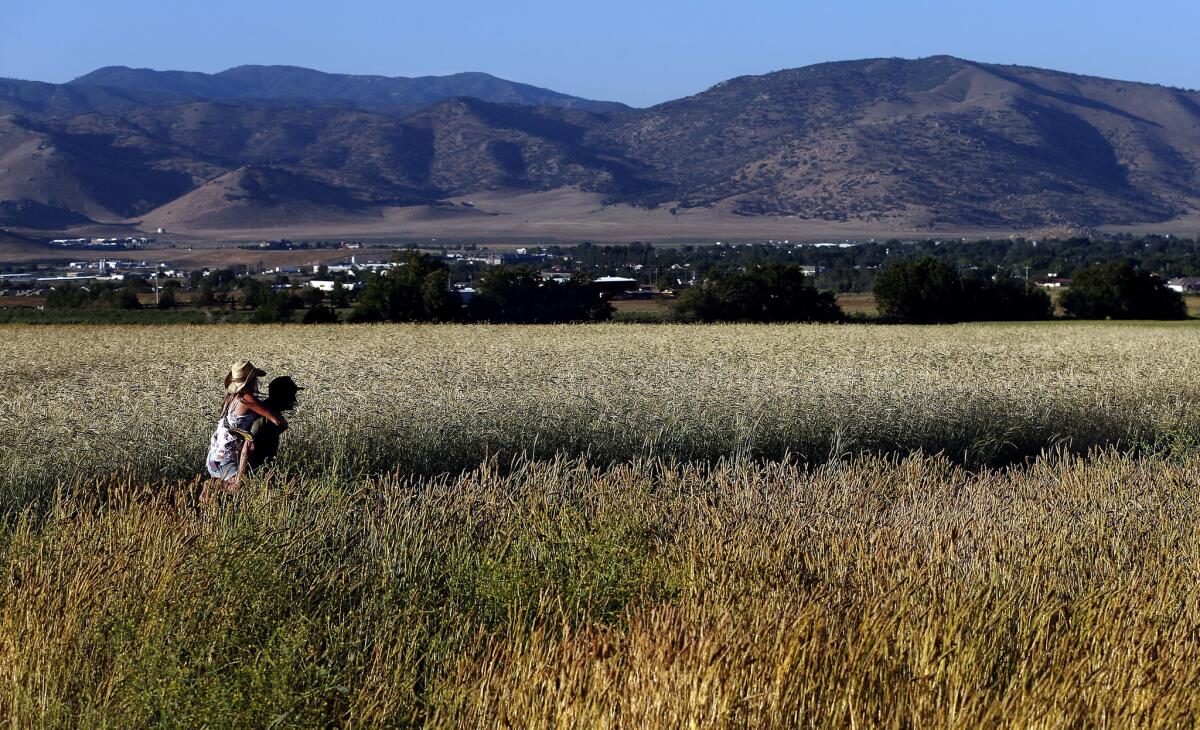 Jon Hammond and Kim Durham walk in a field of Sonora wheat at Weiser Family Farms in Tehachapi. Hammond is co-founder of the Tehachapi Grain Project.