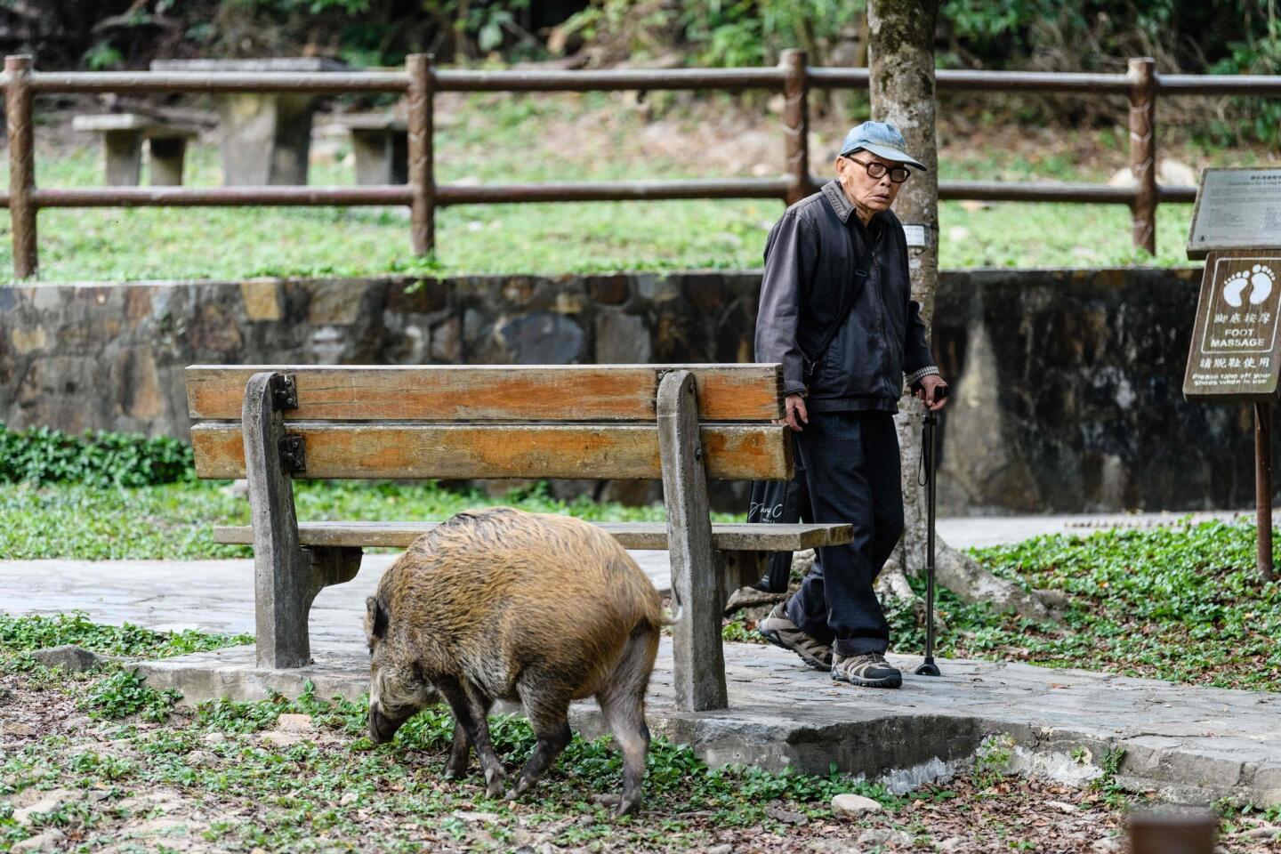 Hong Kong's wild boars