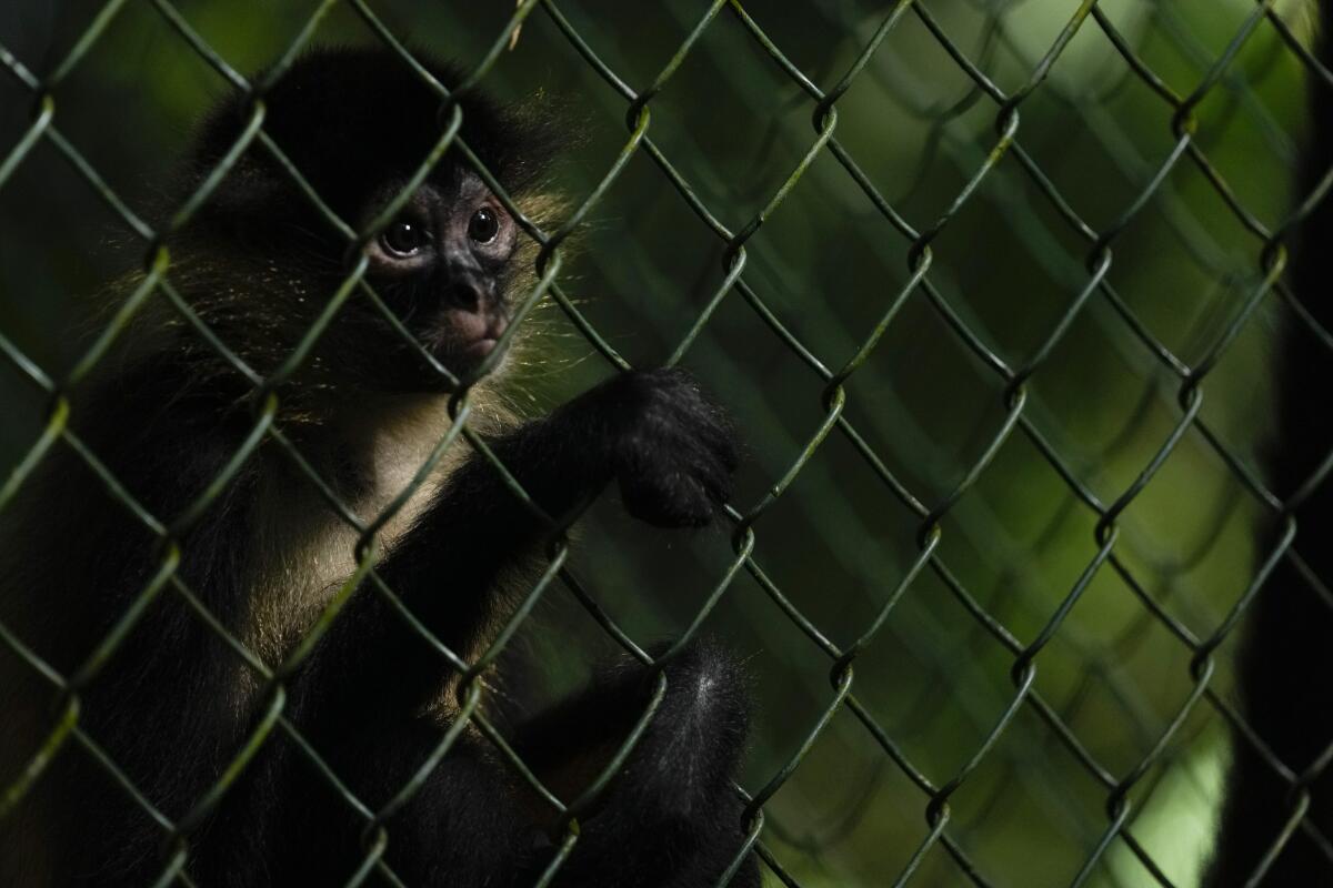 A monkey looks out from its cage at a Ministry of Environment rehabilitation center in Panama City, Friday, Sept. 23, 2022. Panamanian authorities are trying to raise awareness about the dangers, to humans and wildlife, of keeping wild animals in their homes. (AP Photo/Arnulfo Franco)