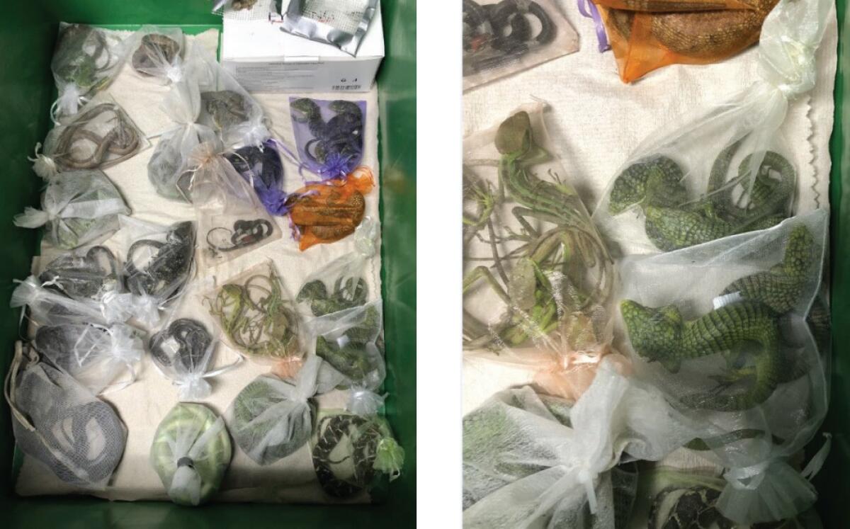 U.S. Customs and Border Protection found 60 reptiles in small bags on Jose Manuel Perez's body 