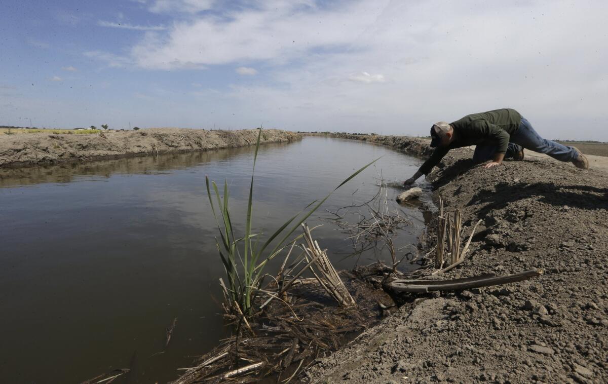 Gino Celli draws a water sample to check the salinity in an irrigation canal that runs through his fields near Stockton. Celli farms 1,500 acres of land and manages an additional 7,000 acres, has senior water rights and draws his irrigation water from the Sacramento-San Joaquin River Delta.