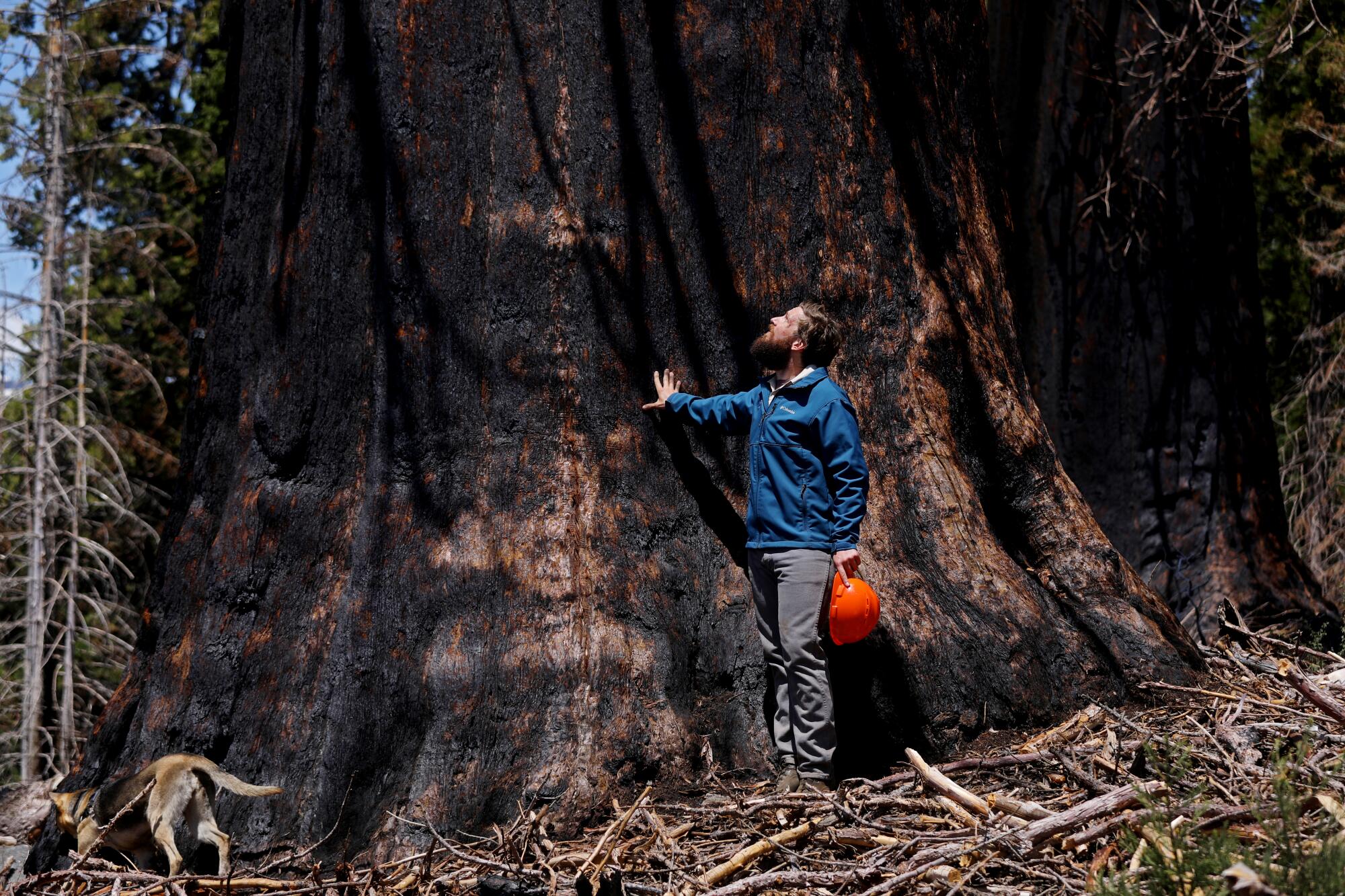 A man holding a red helmet and a dog are dwarfed by the massive trunk of a scorched sequoia tree.