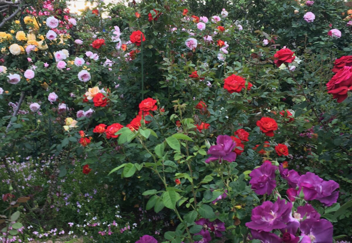 Practicing Integrated Pest Management rewards you with a garden of healthy roses