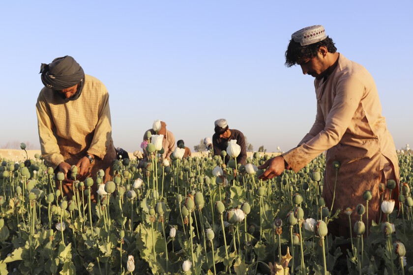 Afghan farmers harvest poppy in Nad Ali district, Helmand province, Afghanistan, Friday, April 1, 2022. Afghanistan's ruling Taliban have announced a ban on poppy production, even as farmers across many parts of the country began harvesting the bright red flower that produces the lucrative opium which is used to make heroin. (AP Photo/Abdul Khaliq)