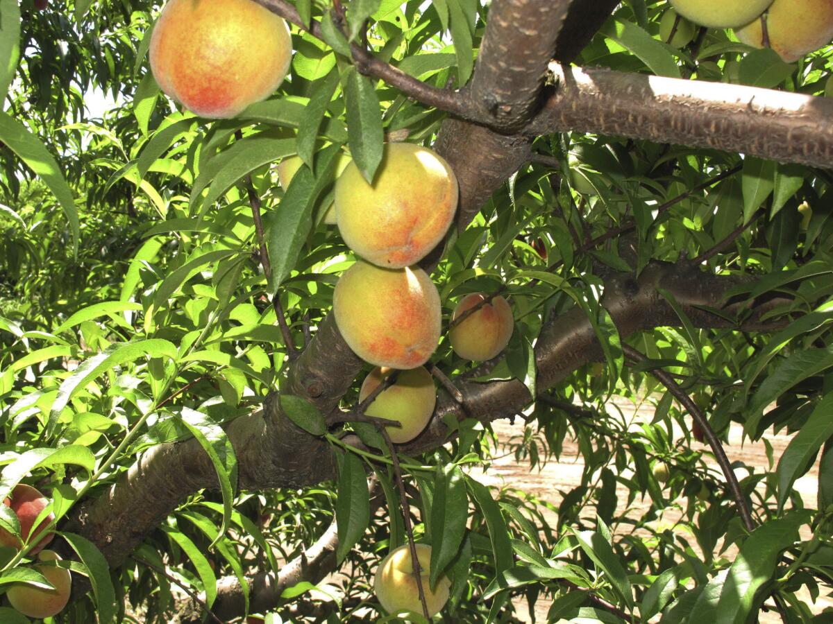 peach trees in colorado        <h3 class=