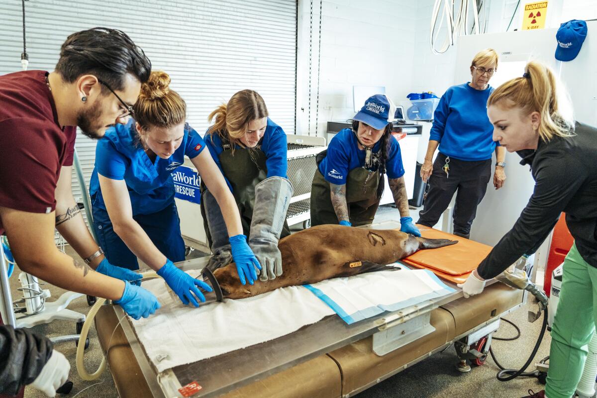 The SeaWorld veterinary team examines a sea lion rescued from La Jolla Cove.