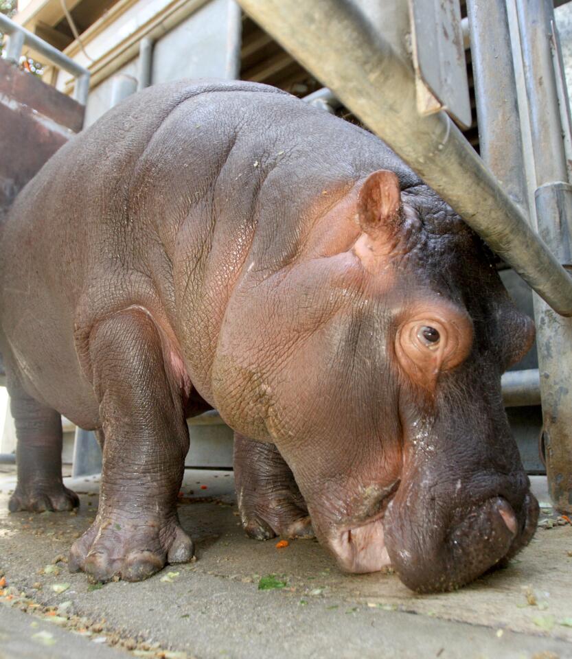 Photo Gallery: L.A. Zoo's new behind the scenes hippo encounter