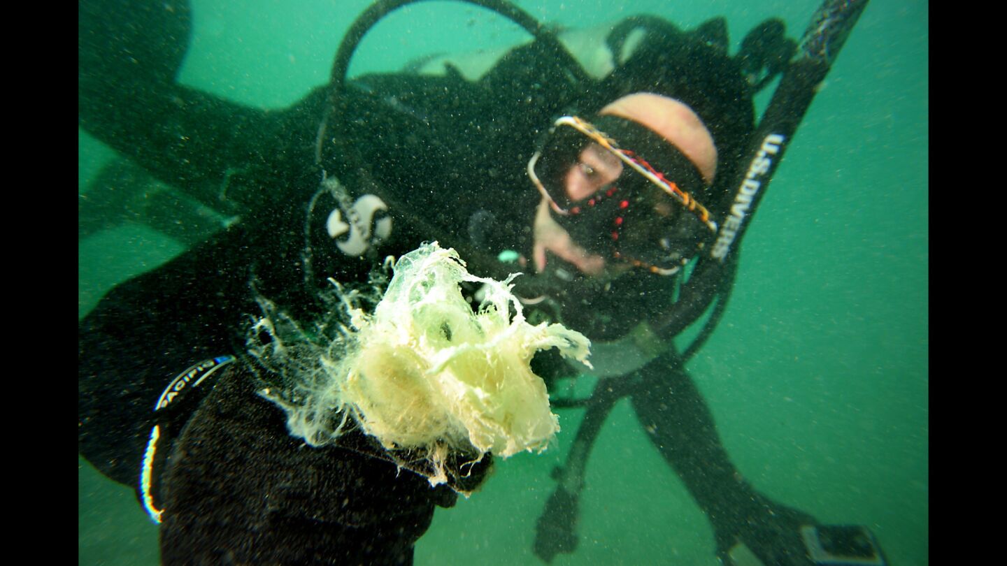 Brian LaPointe, a marine scientist with Harbor Branch Oceanographic Institute in Fort Pierce, Fla., plays with what he suspects is a matrix of algae and bacteria, similar to the enormous balls of mucilage found in the northern Adriatic Sea. This one is in Looe Key, Fla., where LaPointe has been documenting detrimental changes for more than 20 years.