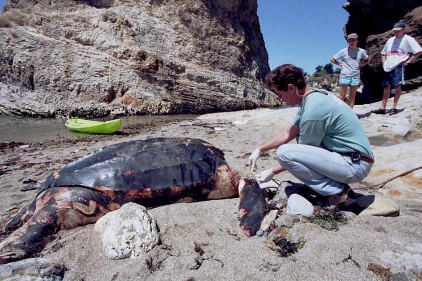 FILE - In this July 30, 1999 file photo, Michael Coffman of The Marine Mammal Center, inspects a endangered leatherback sea turtle which washed ashore on Pismo Beach, Calif. The giant leatherback sea turtle was found dead floating in a kelp bed. The California Fish and Game Commission voted Thursday, Oct. 14, 2021, to add the leather back sea turtle to the state's Endangered Species Act. (AP Photo/Phil Klein, File)