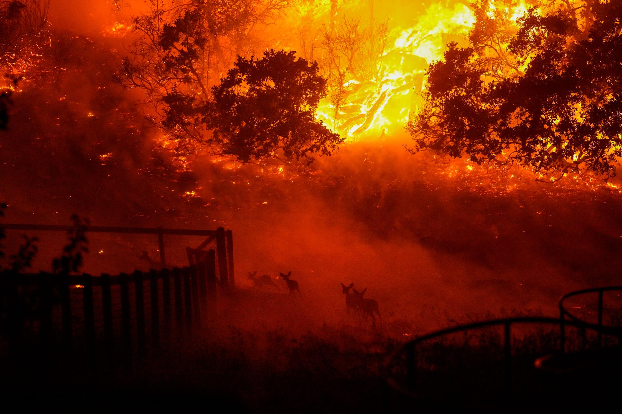 Wildlife runs amid smoke and flames.