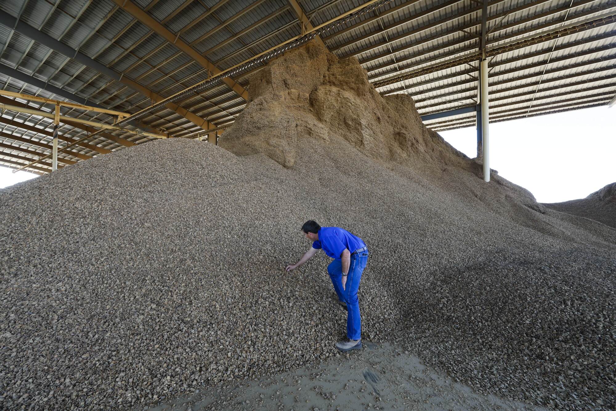 Scott Phippen next to a pile of hulls and shells that will be sold as cattle feed in Manteca.