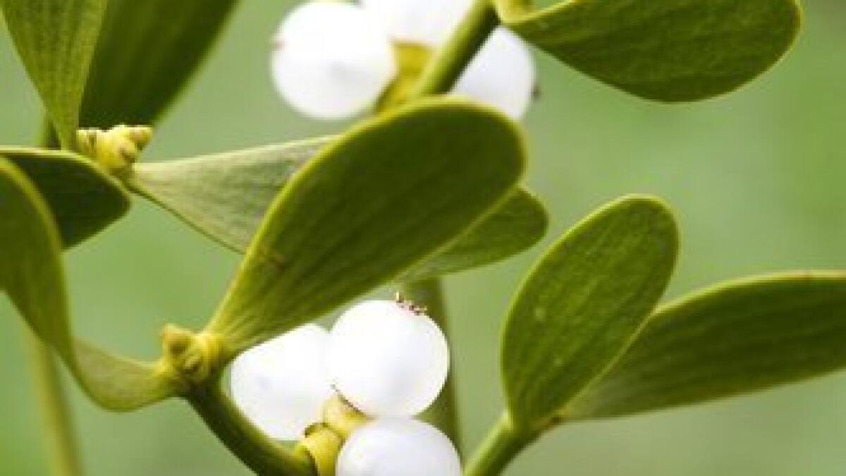 Mistletoe - The Famous Kissing Plant and Its Christmas Nuances - Article