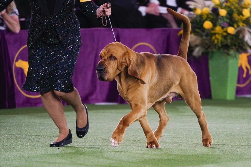Trumpet, a brown bloodhound, competes at a dog show