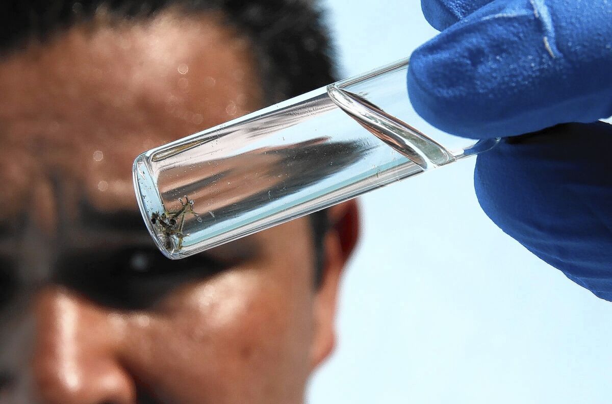 Orange County Vector Control District inspector Eddie Garcia examines mosquito larvae taken from a swimming pool in Buena Park. Orange County has seen a surge in West Nile cases so far this year.