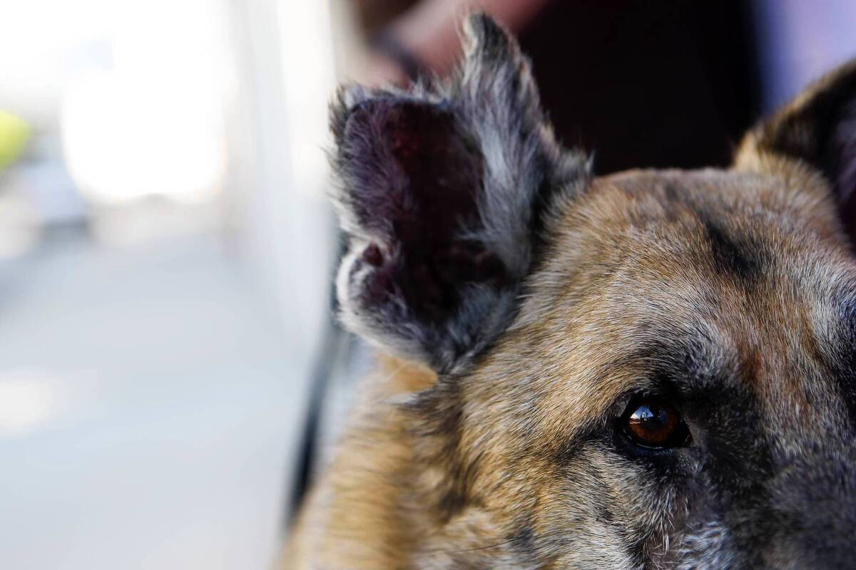 Rambo was abused but was given a new lease on life by the German Shepherd Rescue in Burbank.