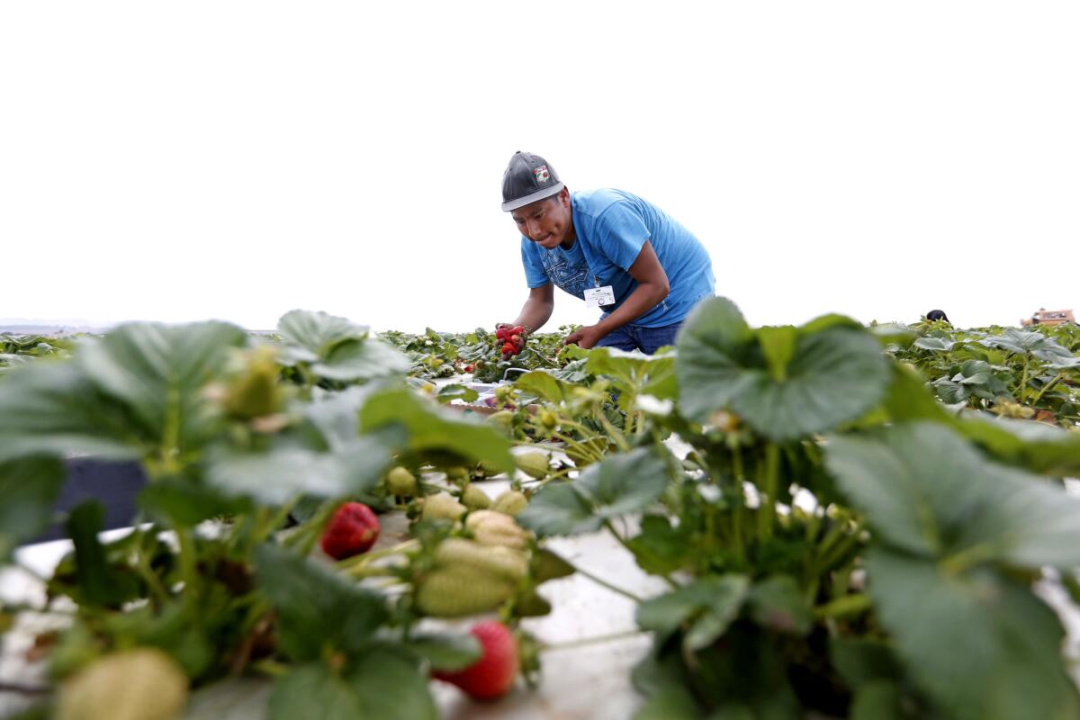 A farmworker picks strawberries in Guadalupe, Calif., in 2017. Presidential candidate Sen. Elizabeth Warren unveiled a plan Monday that would bolster federal protections and access to basic rights for farmworkers and food chain employees.