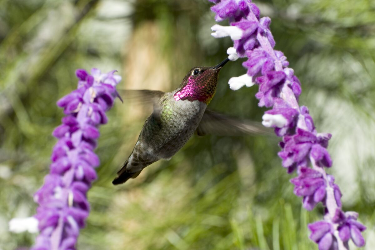 A male Anna’s hummingbird feeds on Mexican bush sage.