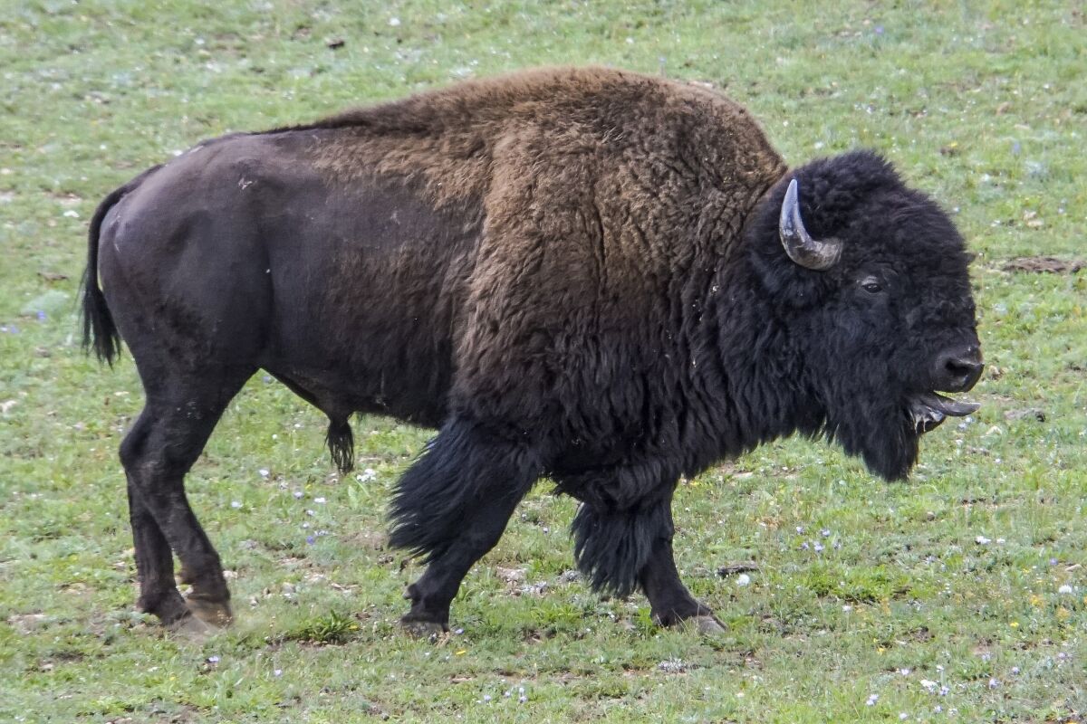 In this photo provided by Grand Canyon National Park, an adult bison roams near a corral at the North Rim of the park in Arizona, on Aug. 30, 2021. Officials at the Grand Canyon have been working to remove hundreds of bison from the North Rim, using a mix of corralling and relocating the animals, and a pilot project this year to allow select skilled volunteers to shoot certain bison. (Lauren Cisneros/Grand Canyon National Park via AP)