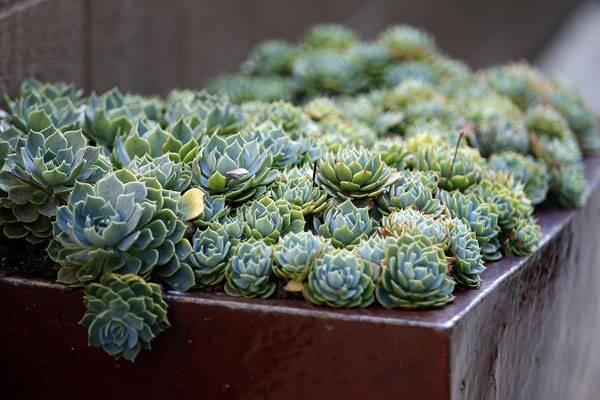 The echeverias known as Hen and Chicks fill glazed ceramic planters from China and serve as low-maintenance, water-wise accents. Plants in glazed containers won't dry out as quickly as those in unglazed pots, which are porous. More than a year since the garden was completed, the Messinger family enjoys spending time together indoors and out, proving that what seemed insurmountable drawbacks were design opportunities instead. "Before, it was really ugly outside. Now it's a desirable space where the parents can entertain and the kids can play," designer Grabel said. "It's a contemporary place they'll be able to grow with." The L.A. Times covers gardening all week long on our L.A. at Home blog. For the design stories behind dozens of California homes and gardens, bookmark our Homes of the Times virtual tours. Read the full story on this terraced slope.