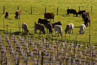RUSSIAN RIVER VALLEY, SONOMA COUNTY, CA - 2010: A heard of Holstein dairy cows are seen grazing next to a vineyard in this 2009 Sebastopol, Russian River Valley, Sonoma County, California, early winter landscape photo. (Photo by George Rose/Getty Images)