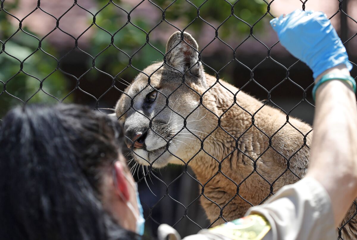 Santiago greets OC park ranger Shannon Seeley through the fence of his habitat.