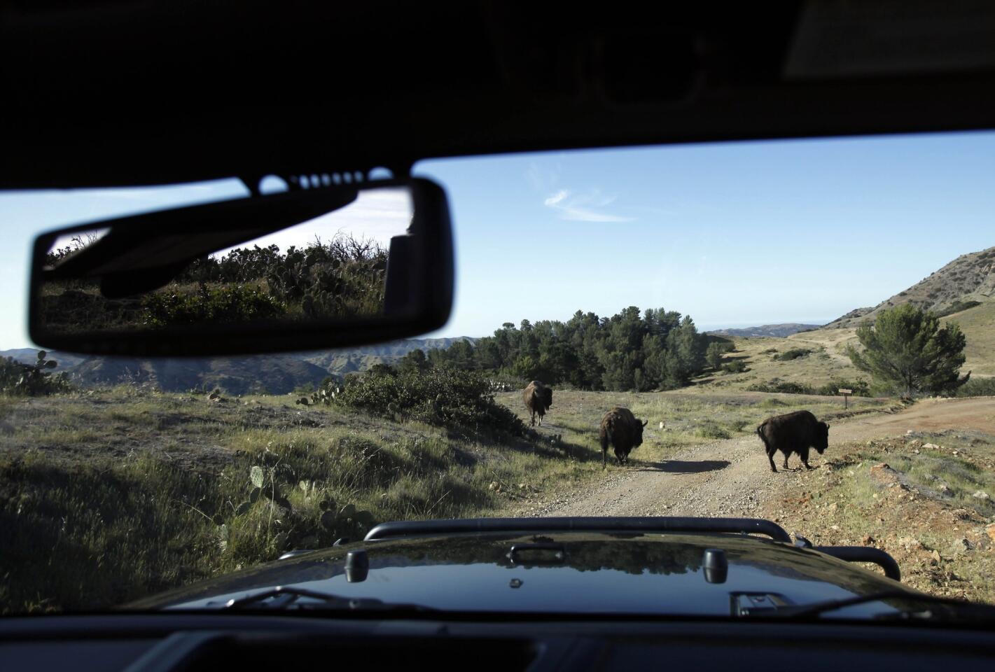 Where the buffalo roam