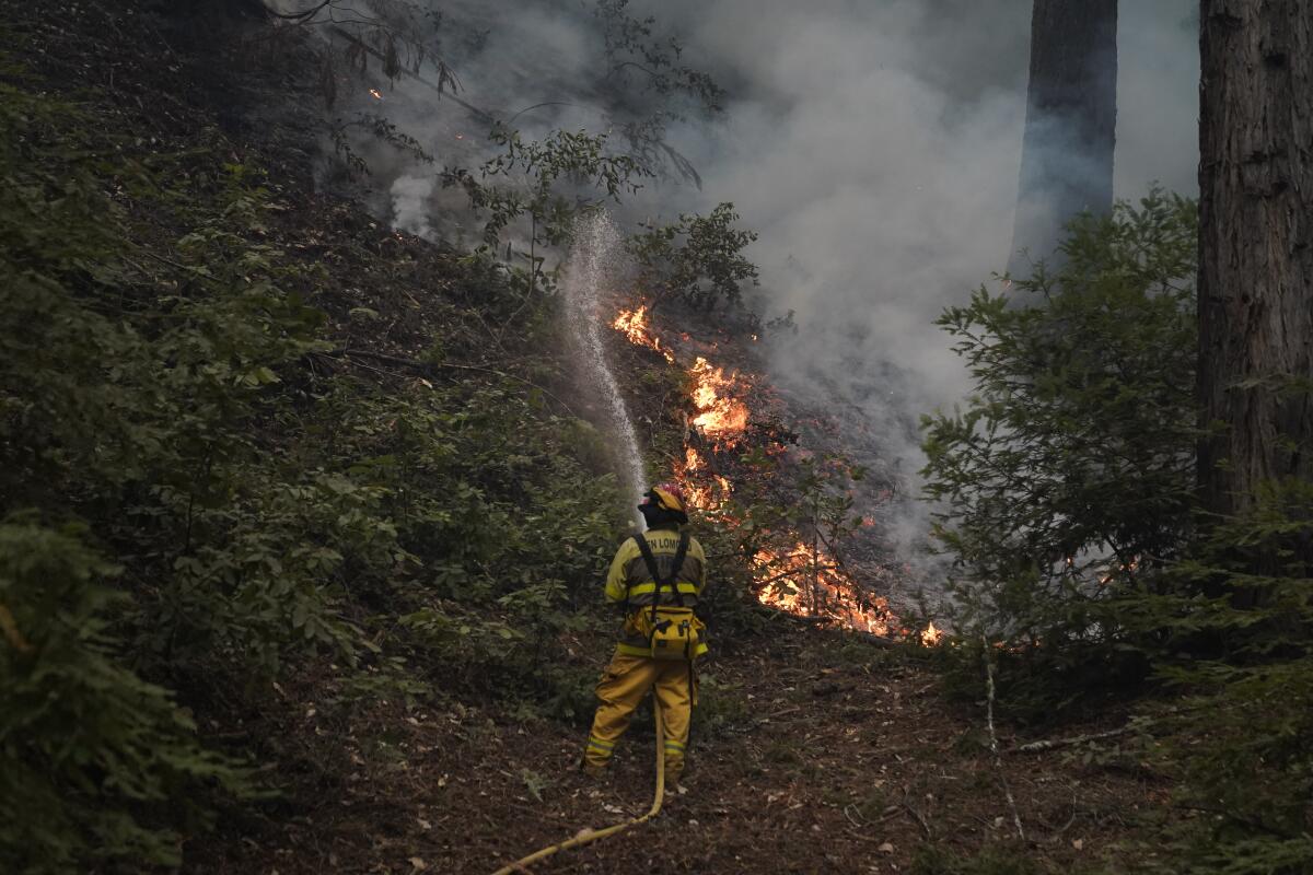 A firefighter in a woodsy area battling the CZU August Lightning Complex Fire. 