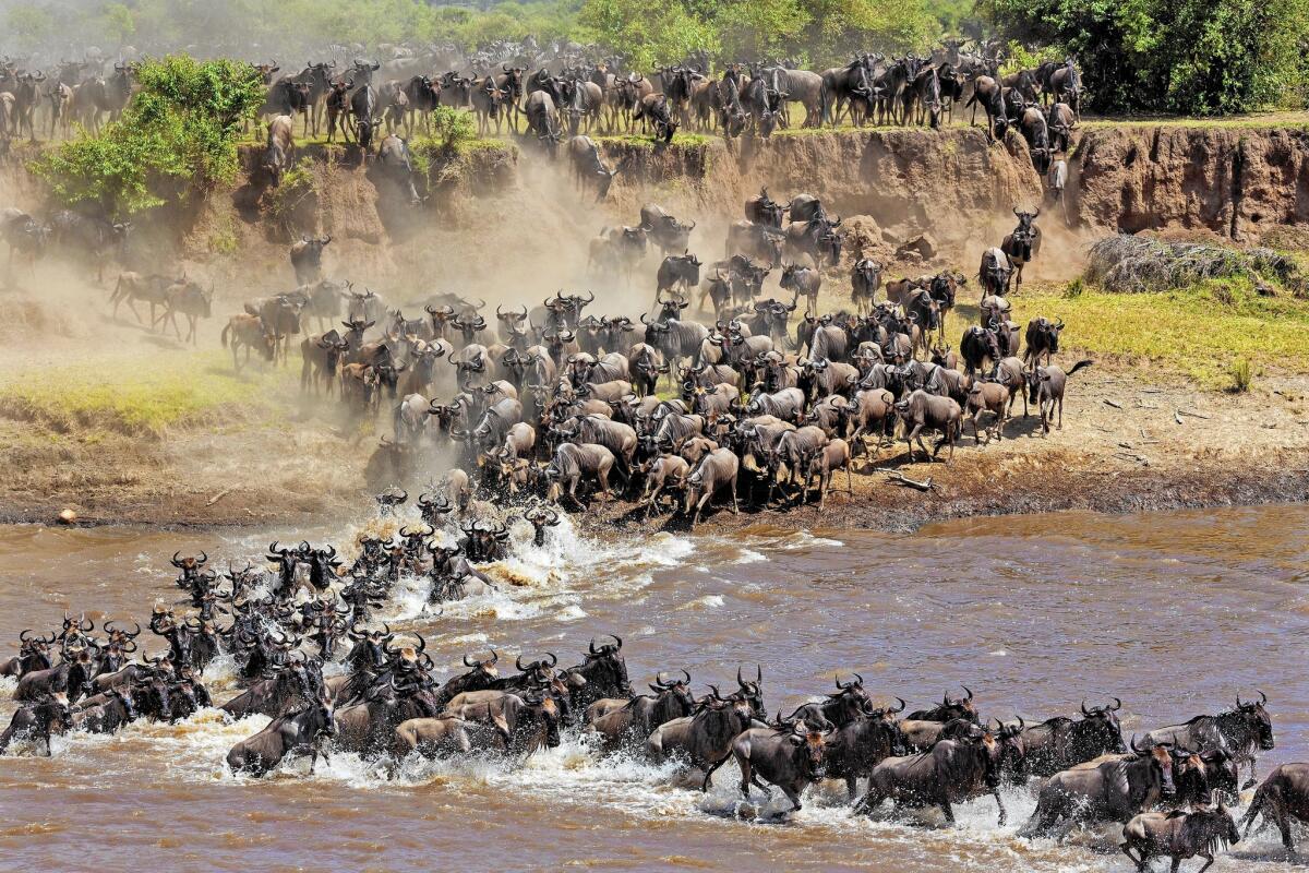 Wildebeests cross a river during the annual great migration in the Serengeti.