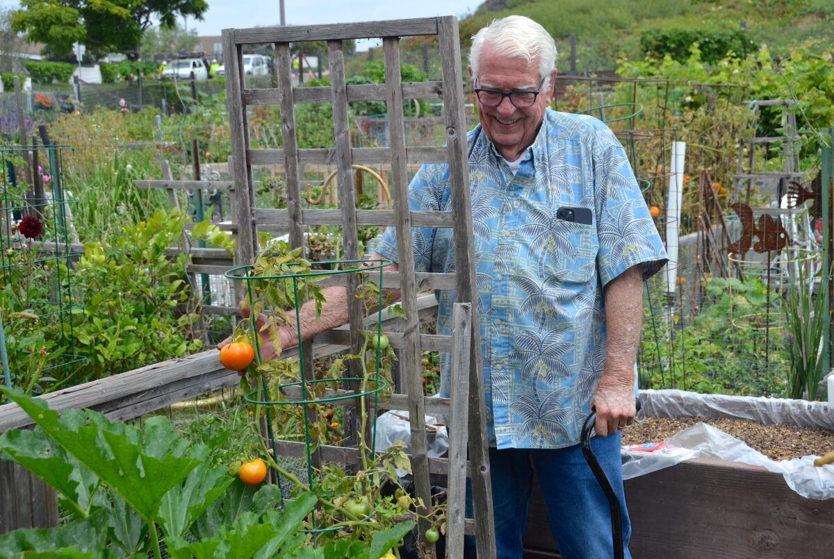 OASIS Garden Club president Scott Paulsen admires his homegrown tomatoes in his garden plot at OASIS Senior Center.