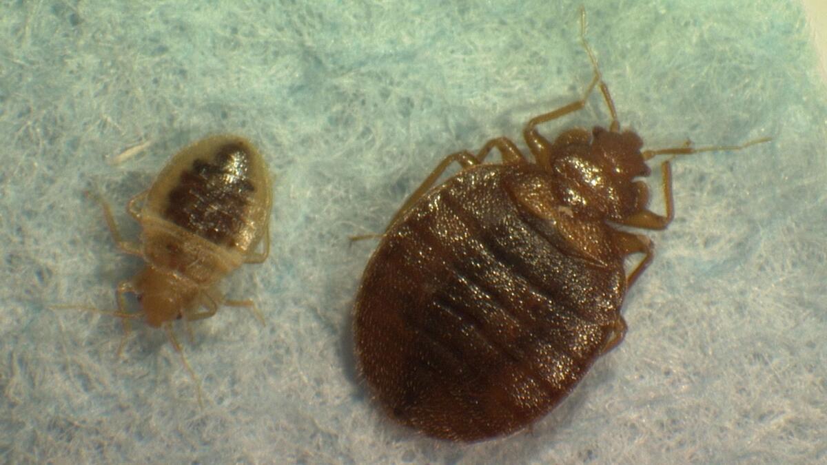 This photo provided by Virginia Tech Department of Entomology shows mature and immature bed bugs. An Arkansas family has won a jury verdict over bites they suffered at a hotel in Rancho Cucamonga.