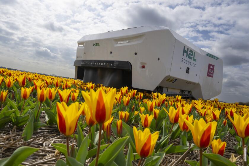 Theo the robot works weekdays, weekends and nights and never complains about a sore spine despite performing hour upon hour of what for a regular farmworker would be backbreaking work checking Dutch tulip fields for sick flowers in Noordwijkerhout, Netherlands, Tuesday, March 19, 2024. The boxy robot, named after a former employee at the WAM Pennings flower farm near the Dutch North Sea coast, is a new high-tech weapon in the battle to root out disease from the bulb fields as they erupt into a riot of springtime color. (AP Photo/Peter Dejong)