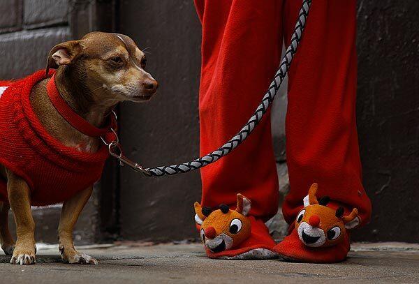 Santa Paws