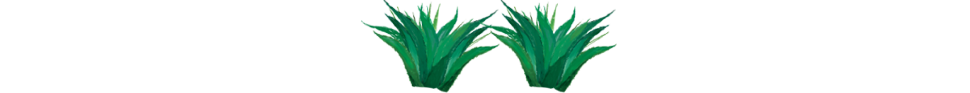 Illustration of agave
