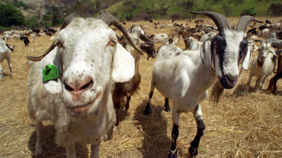 The city of Laguna Beach has previously used goats to clear its brush-covered hills as part of a fire-prevention program. Now, tiny Nevada City, in Northern California, is hoping to launch a similar campaign.
