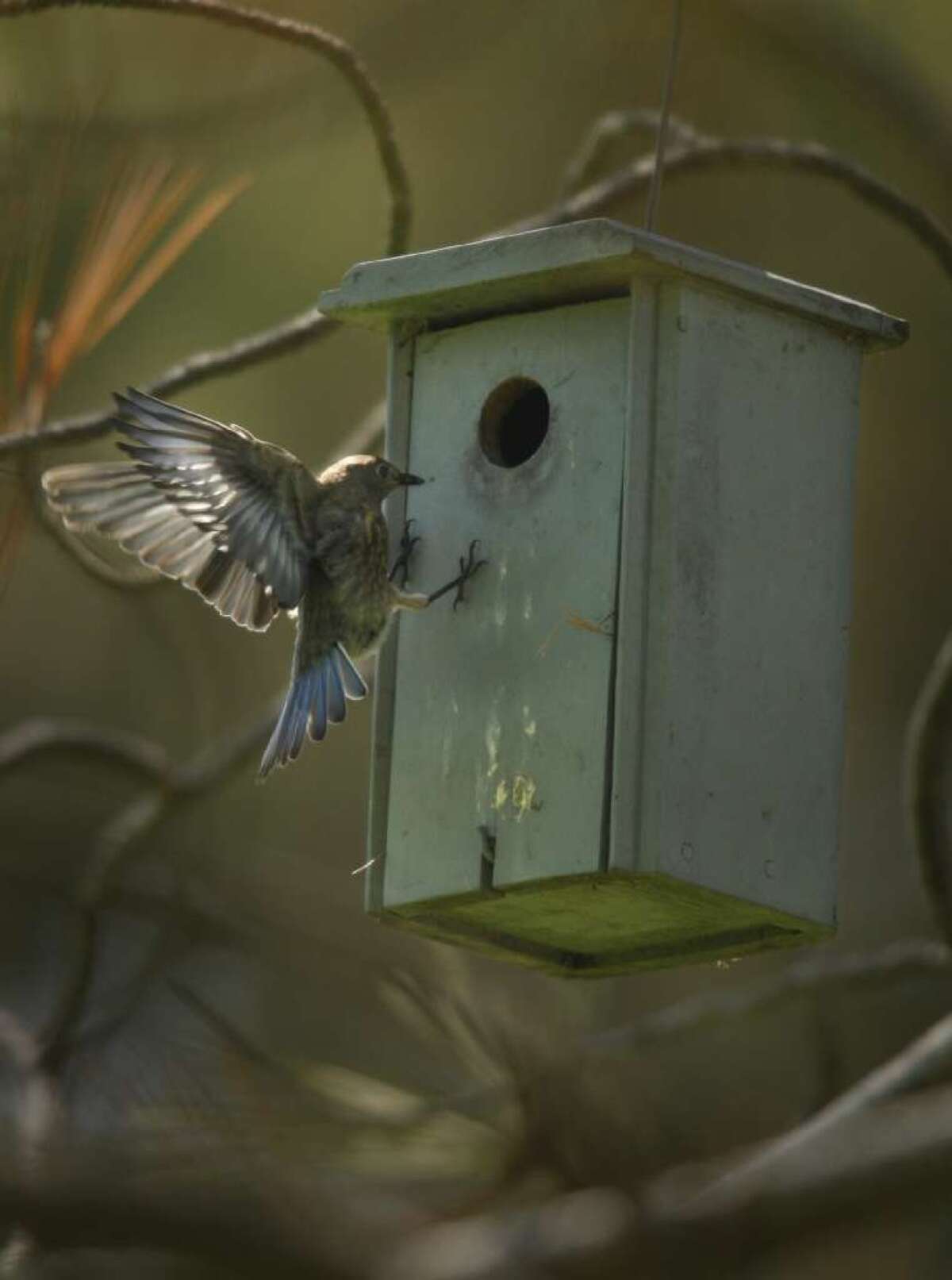 A Western bluebird enters a nesting box installed in Orange County and monitored by members of the Southern California Bluebird Club.