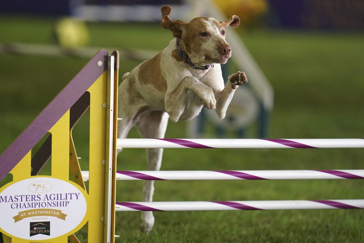 FILE - Elvira, a bracco Italiano, competes in the 24 inch class at the Masters Agility Competition during the 146th Westminster Dog Show on, June 18, 2022 in Tarrytown, N.Y. The ancient Italian bird-hunting dog is the 200th member of the American Kennel Club's roster of recognized breeds, the organization announced Wednesday. That means the handsome, powerful but amiable pointers can now go for best in show at many U.S. dog shows, including the prestigious Westminster Kennel Club event next year. (AP Photo/Vera Nieuwenhuis, File)
