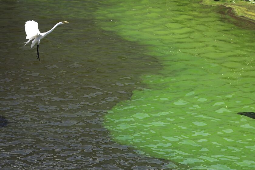 PORT MAYACA, FL - JULY 10: A crane flies over the green algae blooms that are seen at the Port Mayaca Lock and Dam on Lake Okeechobee on July 10, 2018 in Port Mayaca, Florida. Gov. Rick Scott has declared a state of emergency in seven Florida counties to combat the potentially toxic green algae bloom that work their way along the river and canal systems when the locks are opened to discharge water from the lake. (Photo by Joe Raedle/Getty Images) ** OUTS - ELSENT, FPG, CM - OUTS * NM, PH, VA if sourced by CT, LA or MoD **