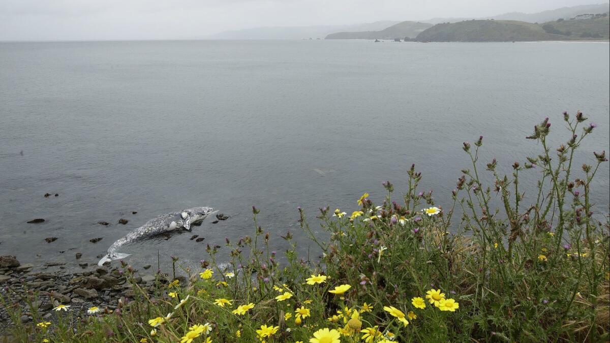 Apocalyptic image': More than 330 whales found dead in largest known whale  stranding event