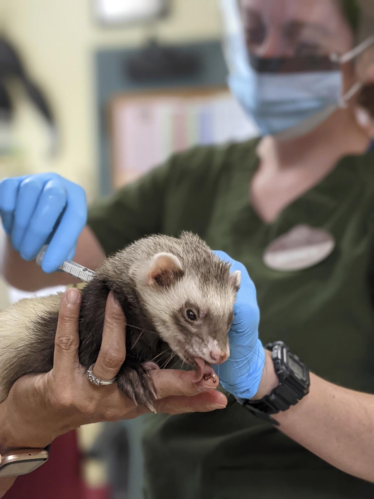"Archie," a ferret, receives a COVID-19 vaccine at the Oakland Zoo.