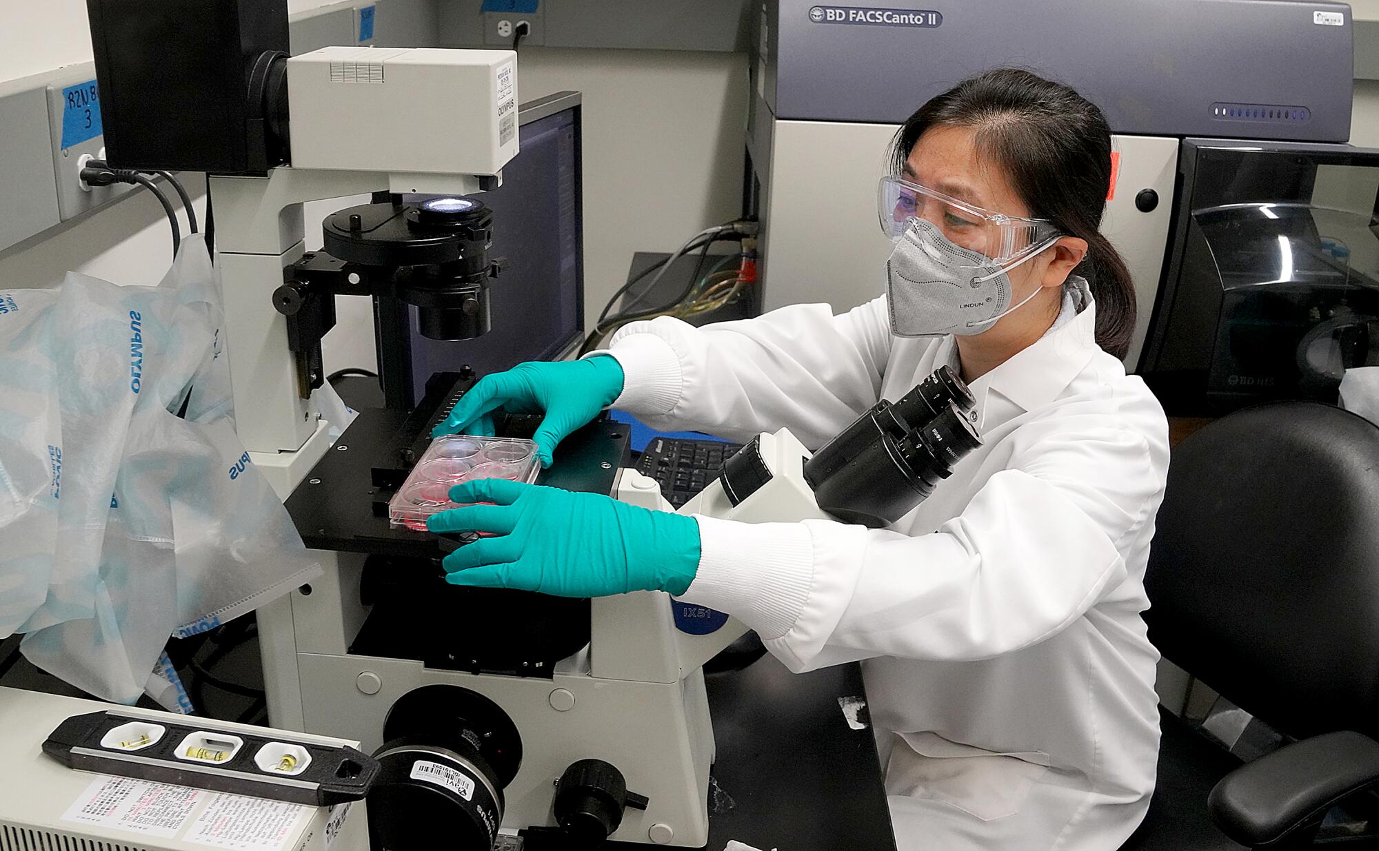 Maoli Yuan prepares to look at samples at a microscope.