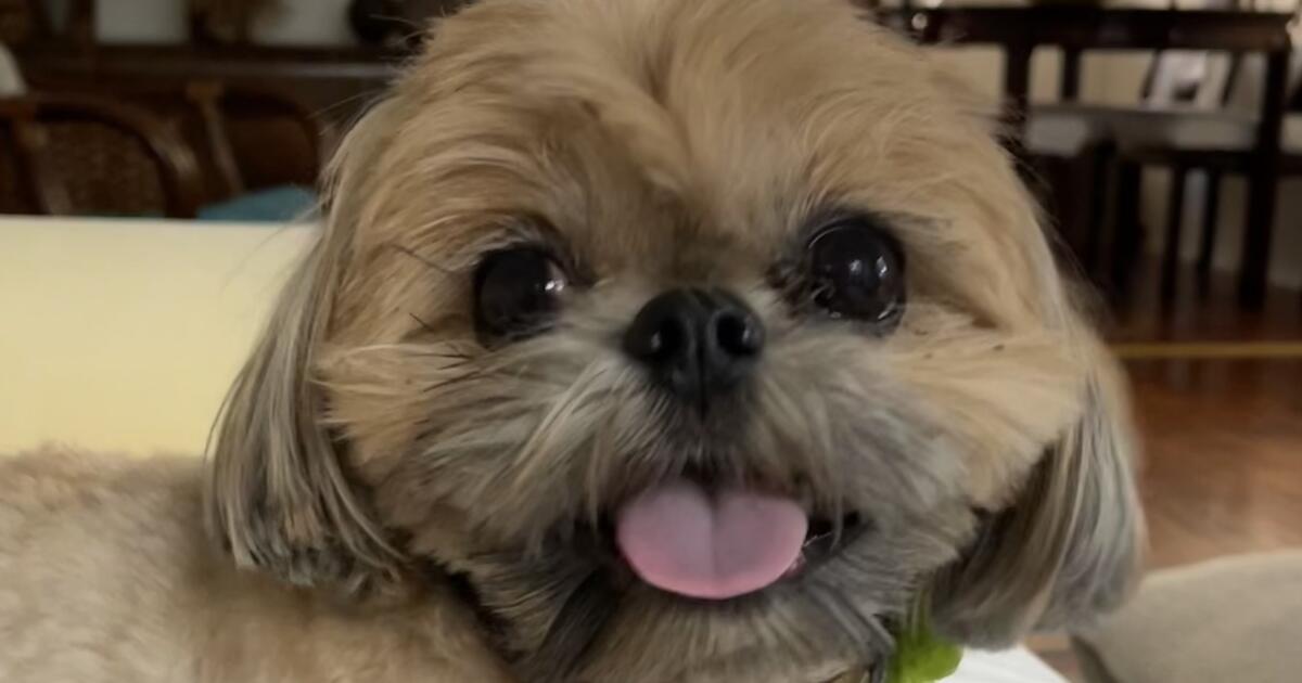 A mountain lion mauls a dog just ‘away’ from its home in Glendale A mountain lion mauls a dog just ‘away’ from its home in Glendale