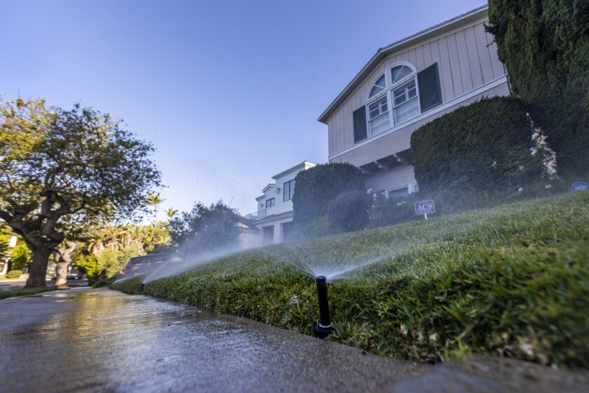 Sprinklers water the grass and flowers early in the morning on a lawn in a Beverlywood home 