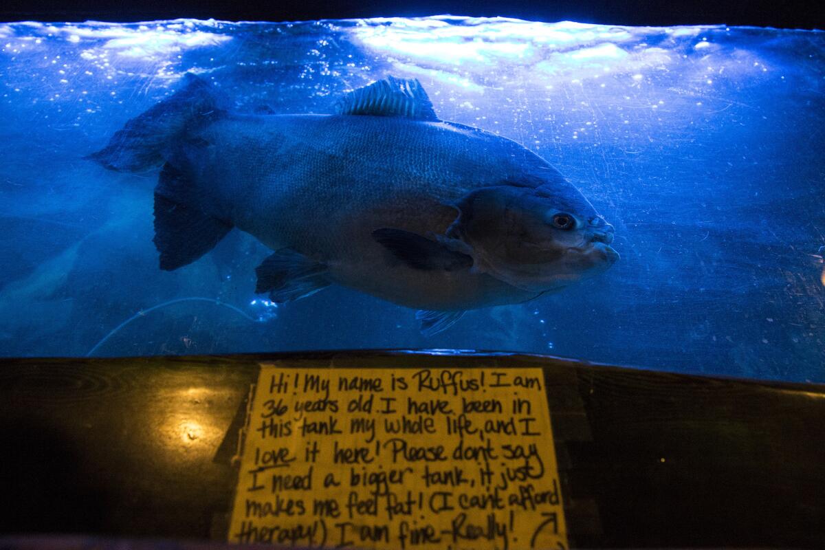Rufus lives in a tank inside the long-closed Bahooka restaurant in Rosemead. The new owners say they will keep the 37-year-old pacu fish and the other fish and turtles that live in tanks at the restaurant.