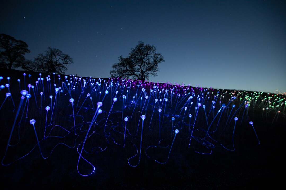 Paso Robles' field of gleams reopens today 9 British artist Bruce Munro created the Field of Light.