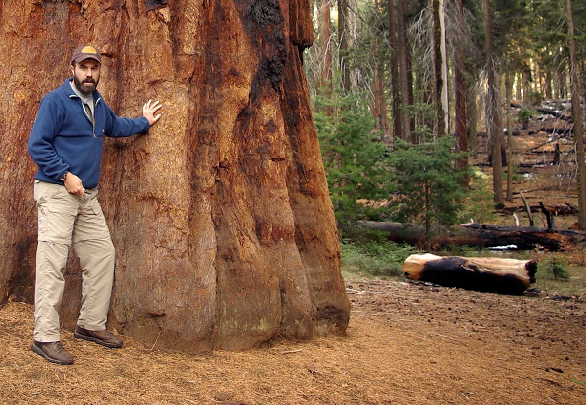 Ed Keith stands next to the huge trunk of an Oregon redwood tree.
